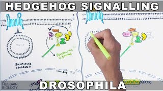 Hedgehog Signalling Pathway [upl. by Boarer]