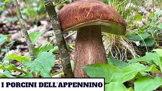 I PORCINI DELLAPPENNINO  funghi 2024 [upl. by Christoforo]