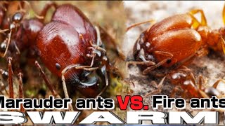 Marauder ants VS Fire ants Shorts  D colony [upl. by Ieppet320]