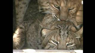 BOBCATS BREEDINGMARCH 2010wmv [upl. by Gnaht]