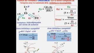 مثبطات لا تنافسية للأنزيمات Enzymes Inhibiteurs compétitifs version Ar [upl. by Woods]