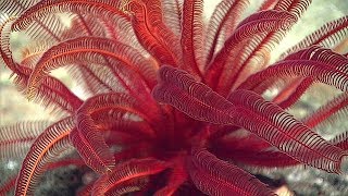 Facts The Feather Star [upl. by Denna]