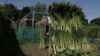 Flax to linen from sowing to sewing [upl. by Hollerman]