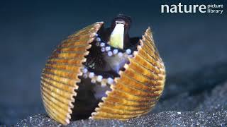 Coconut octopus hiding inside clam shell Pacific Ocean [upl. by Rednas]