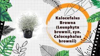 Kalocefalus Browna Leuophyta brownii syn Calocephalus brownii  uprawa na 5 [upl. by Annoik162]