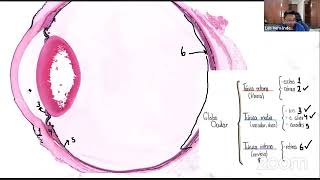 Histología del Ojo  itshistology [upl. by Oigufer]