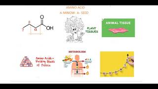 AMINO ACID PRONUNCIATION WITH EXPLANATION [upl. by Everara]