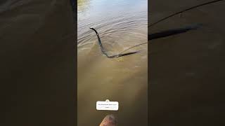 Foul hooked it fishing snake [upl. by Penni430]