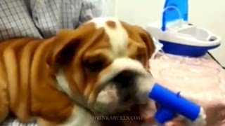 bulldog puppy breathing treatments [upl. by Shrier]