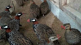 Black Francolin voice 2 Francolin calling his mate توراش فرانكولين الغناء [upl. by Hayyikaz]