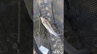 Catching Some Stocker Trout youtubeshorts trouts trout troutfishing stockedtrout [upl. by Hanyaz]