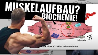 Richtige Trainingsplanung für Muskelaufbau Biochemie aktuelle Studien und Wissenswertes [upl. by Hyde]