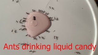 Ants drinking liquid candy ants drinking liquid anime shortvideo [upl. by Cary]