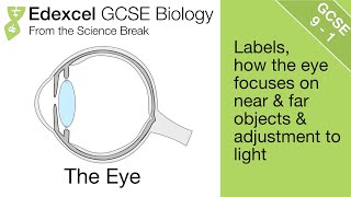 Eye in hindi  Sclera of eye  Sclera  Eye Anatomy  Human Eye in Hindi  Eye Biology [upl. by Tirma]