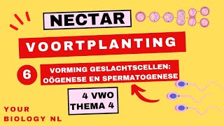 4 vwo  Voortplanting  6  Vorming geslachtscellen oögenese en spermatogenese [upl. by Thilda972]