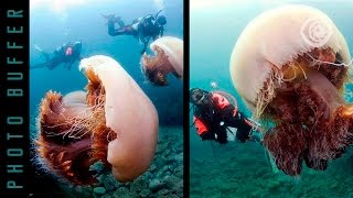 THE BIGGEST JELLYFISH IN THE WORLD [upl. by Will412]