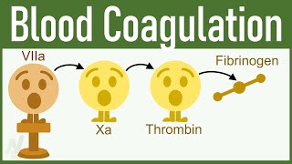 You Will FALL IN LOVE WITH PHYSIOLOGY After watching This Video on Blood Coagulation [upl. by Lola936]