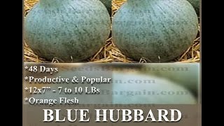 BLUE HUBBARD Squash seed  WINTER Squash SEEDS on wwwMySeedsCo [upl. by Rhodia]