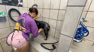 Cleaning my dog [upl. by Hersh]