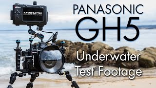 First Dives with Panasonic GH5  Underwater Test Footage [upl. by Nolrac]