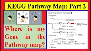 Simplest method to Draw KEGG Pathway Map Part02 [upl. by Araes]