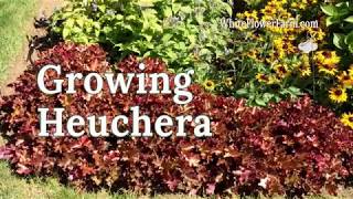 Growing Heuchera [upl. by Lody]