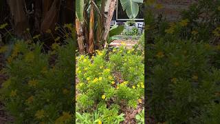 🌱 Plant Spotlight Bush Daisy  More Info in Description gardening floweringshrubs youtubeshorts [upl. by Itsim795]