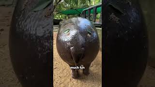 The hippocampus is helpless 😂😂shortvideo foryou funny cute hippopotamus [upl. by Lipscomb317]