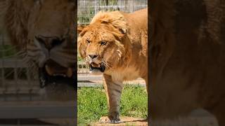 Ligers and Tigons 🦁 The RAREST Big Cats [upl. by Denice459]