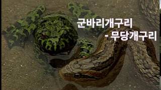 독개구리무당개구리 poison frog Korean firebellied toad 뱀을 완전무시하는 무당개구리 일명 군바리개구리 [upl. by Nuahs787]