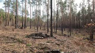 Camera movement among trees in the forest no sound [upl. by Popele897]