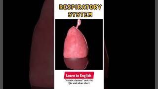 Respiratory systemrespiration humanrespire structure learntoenglish ytshorts viralshorts [upl. by Yllor]