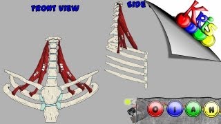 The Scalenes → Origins Insertion Action and Innervation video  By Kinesiology Kris [upl. by Nelaf]