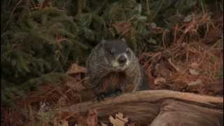 Groundhog Day with Nova Scotias Shubenacadie Sam [upl. by Norrehs]