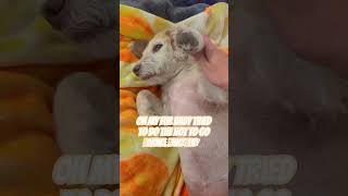 My dog dose the hot to go dance ￼ song music christmas cute [upl. by Sly]