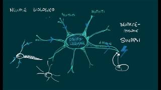 AI Reti Neurali Il neurone biologico Sinapsi [upl. by Marybella528]