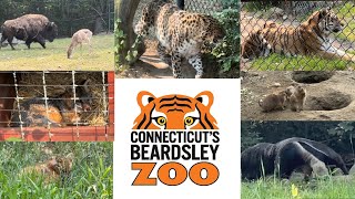 🐯 Let’s Go to the Zoo 🐯 Beardsley Zoo in Bridgeport Connecticut [upl. by Aynom]