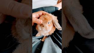 Fluffy Bunny rabbit shorts pets [upl. by Amalbergas720]