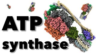 ATP synthase biochemistry  ATP synthase complex  ATP synthase structure animation  ChimeraX morph [upl. by Ahsiemal]