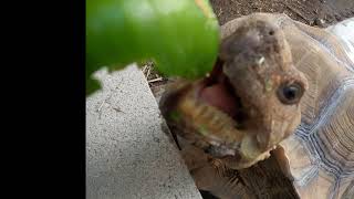 Sulcata Tortoise mouth slowed down [upl. by Ansilme]