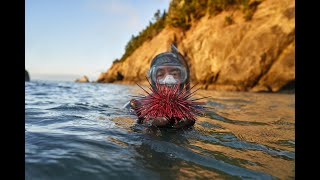 Sea urchin dIving at Orford Reef Port Orford Oregon [upl. by Krenn345]