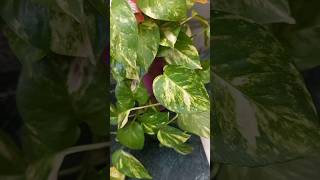 plants moneyplant moneyplantcare gardening gardeningtips garden ytshorts [upl. by Eetnahc]