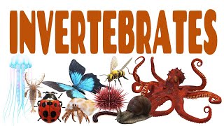 Science Lecture Invertebrates  ANY 10 [upl. by Amory]