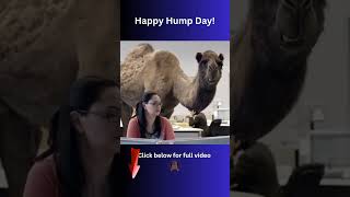 Happy Hump Day Wednesday The Best Funny Gieco Camel Commercials [upl. by Enaej]