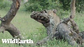 WildEarth  Sunset Safari  08 January 2024 [upl. by Cowey691]