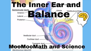 Inner ear balance [upl. by Aileahcim940]