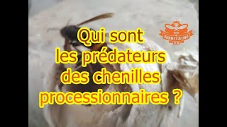 QUI SONT LES PREDATEURS DE LA CHENILLE PROCESSIONNAIRES [upl. by Malynda]