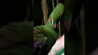 Turaco Bird 🐦 [upl. by Valentine537]