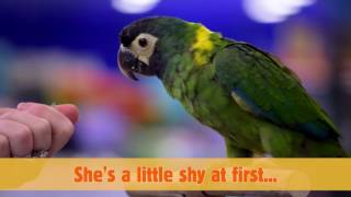 Meet J Lo the Yellow Collared Macaw [upl. by Eilahs]