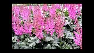 Best Perennials  Astilbe Visions False Spirea [upl. by Hermie550]